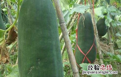 冬瓜的种植时间是什么时候 冬瓜的种植时间是什么时候开始的