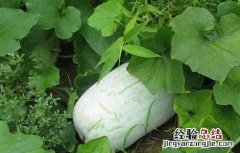 冬瓜的种植时间是什么时候 冬瓜的种植时间是什么时候开始的