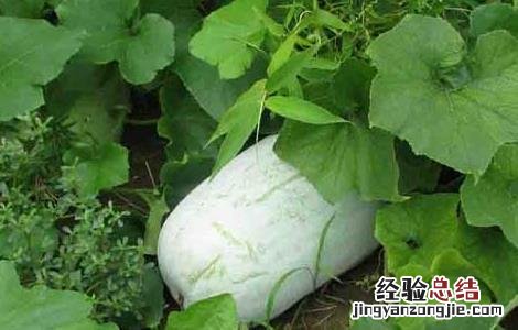 冬瓜的种植时间是什么时候 冬瓜的种植时间是什么时候开始的