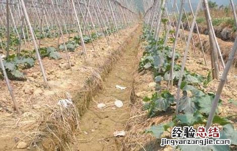 冬瓜的种植时间是什么时候 冬瓜的种植时间是什么时候开始的
