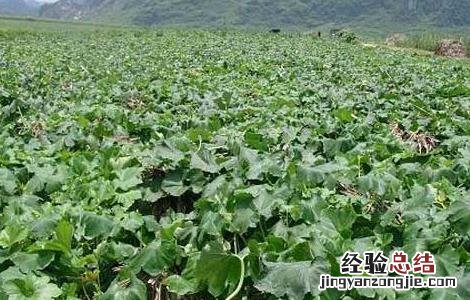 冬瓜的种植时间是什么时候 冬瓜的种植时间是什么时候开始的