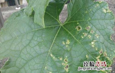 黄瓜炭疽病防治技术 黄瓜炭疽病防治技术方案