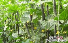 黄瓜炭疽病防治技术 黄瓜炭疽病防治技术方案
