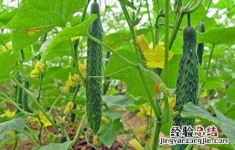 黄瓜炭疽病防治技术 黄瓜炭疽病防治技术方案