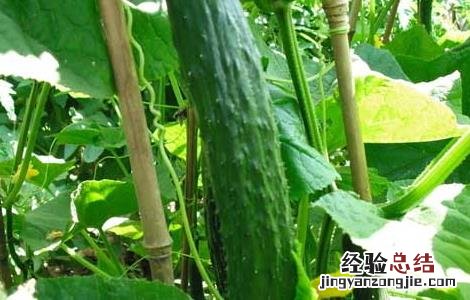 黄瓜炭疽病防治技术 黄瓜炭疽病防治技术方案