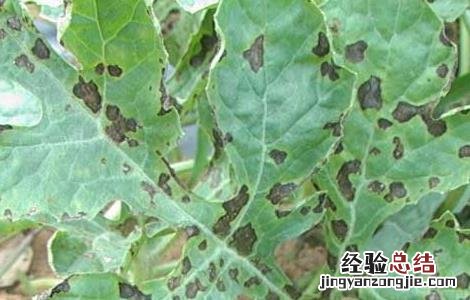 黄瓜炭疽病防治技术 黄瓜炭疽病防治技术方案