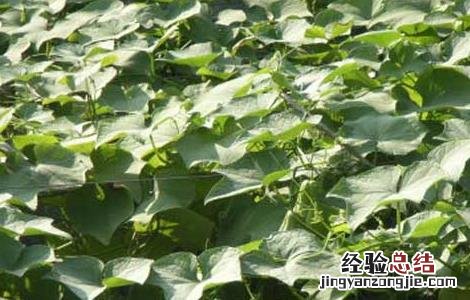 佛手瓜栽培技术 佛手瓜栽培技术要点