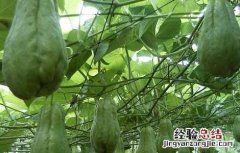 佛手瓜栽培技术 佛手瓜栽培技术要点