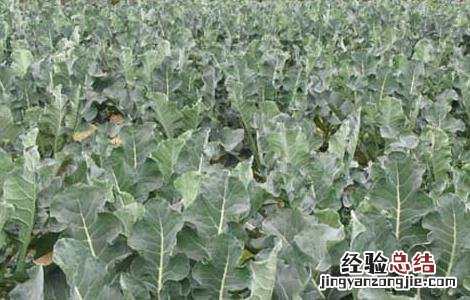 西兰花高产栽培技术 西兰花高产栽培技术与管理