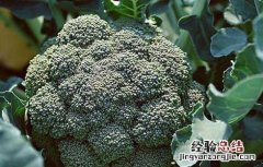 西兰花高产栽培技术 西兰花高产栽培技术与管理