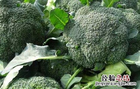 西兰花高产栽培技术 西兰花高产栽培技术与管理