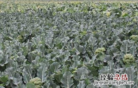 西兰花高产栽培技术 西兰花高产栽培技术与管理
