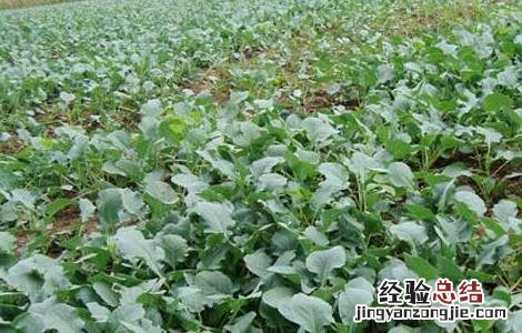 西兰花高产栽培技术 西兰花高产栽培技术与管理