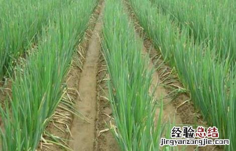 大葱的高效栽培技术 大葱的高效栽培技术是什么