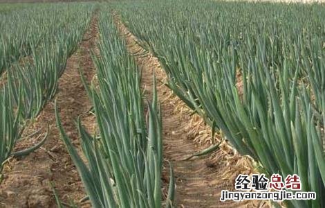 大葱的高效栽培技术 大葱的高效栽培技术是什么
