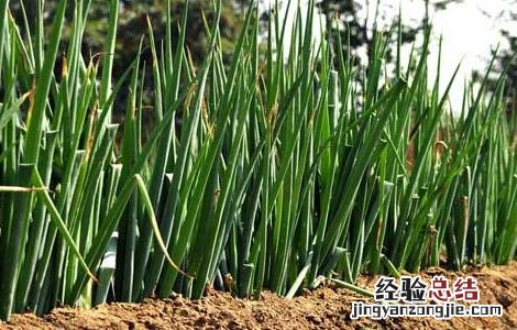 大葱的高效栽培技术 大葱的高效栽培技术是什么
