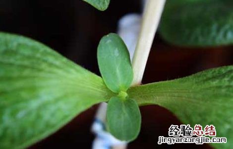 黄瓜嫁接技术 黄瓜嫁接技术要点