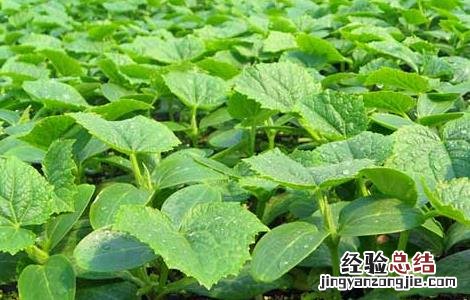 黄瓜嫁接技术 黄瓜嫁接技术要点