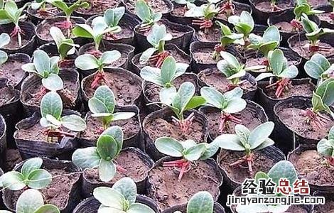 黄瓜嫁接技术 黄瓜嫁接技术要点