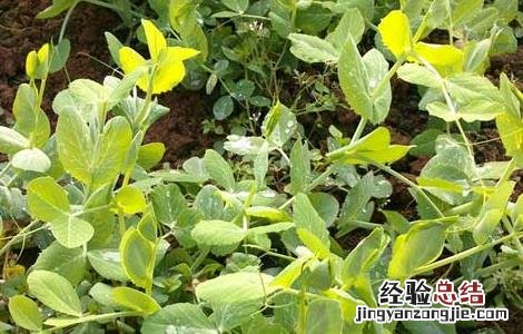 豌豆苗种植技术与管理 豌豆苗种植技术