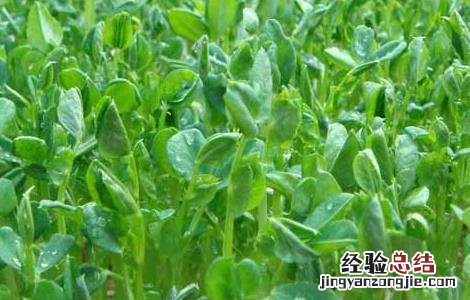 豌豆苗种植技术与管理 豌豆苗种植技术