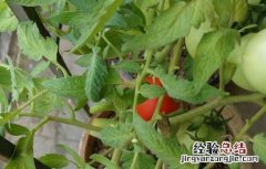盆栽西红柿栽培技术 盆栽西红柿栽培技术视频