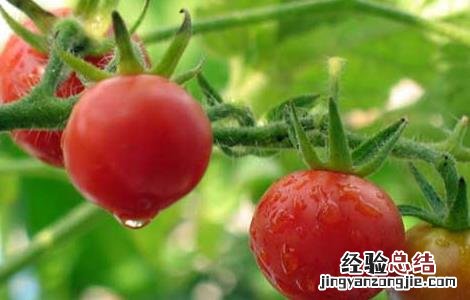 盆栽西红柿栽培技术 盆栽西红柿栽培技术视频