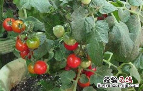 盆栽西红柿栽培技术 盆栽西红柿栽培技术视频
