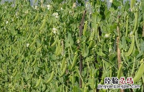 豌豆的種植技術 豌豆的種植技術与管理