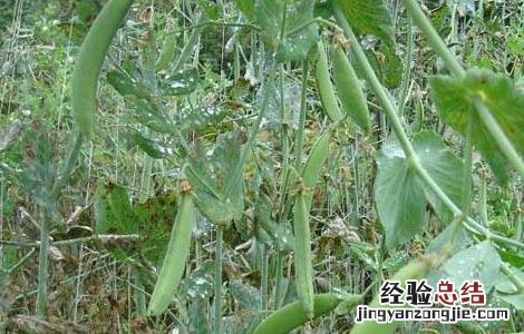 豌豆的種植技術 豌豆的種植技術与管理