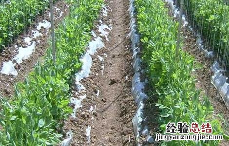 豌豆的種植技術 豌豆的種植技術与管理