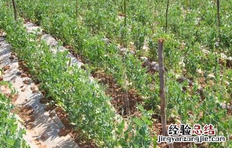 豌豆的種植技術 豌豆的種植技術与管理