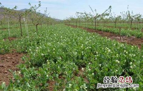 豌豆的種植技術 豌豆的種植技術与管理