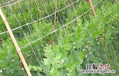 豌豆的種植技術 豌豆的種植技術与管理
