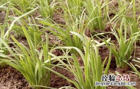 韭菜的種植技術 韭菜的種植技術和秋季管理