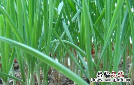 韭菜的種植技術 韭菜的種植技術和秋季管理