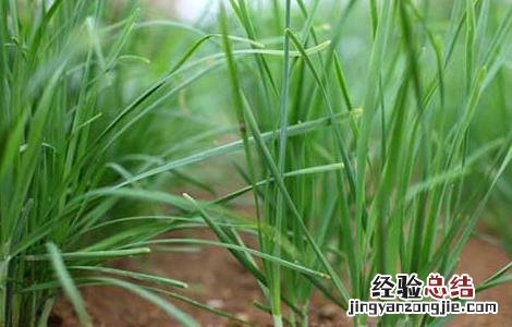 韭菜的種植技術 韭菜的種植技術和秋季管理