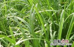 韭菜的种植技术 韭菜的种植技术和秋季管理