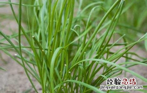 韭菜的種植技術 韭菜的種植技術和秋季管理