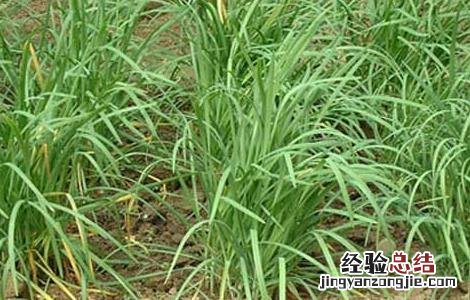 韭菜的種植技術 韭菜的種植技術和秋季管理