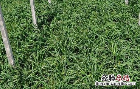 韭菜的種植技術 韭菜的種植技術和秋季管理
