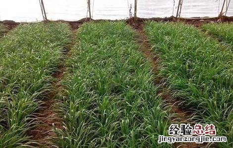 韭菜的種植技術 韭菜的種植技術和秋季管理