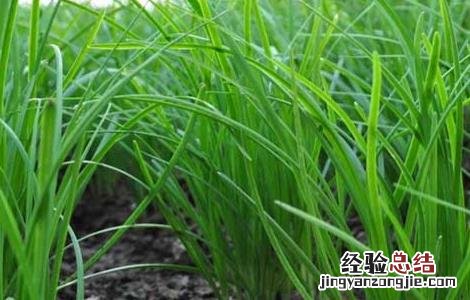 韭菜的種植技術 韭菜的種植技術和秋季管理