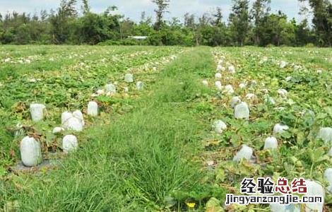 冬瓜的种植技术怎么整枝 冬瓜的种植技术