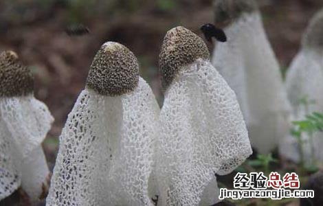 竹荪的高效栽培技术 竹荪的高效栽培技术视频