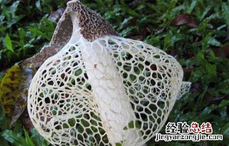 竹荪的高效栽培技术 竹荪的高效栽培技术视频