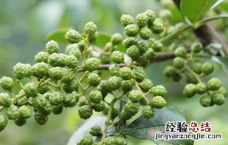花椒种植视频播放 花椒种植视频