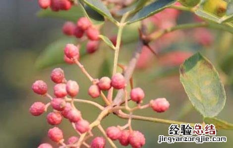 花椒种植视频播放 花椒种植视频