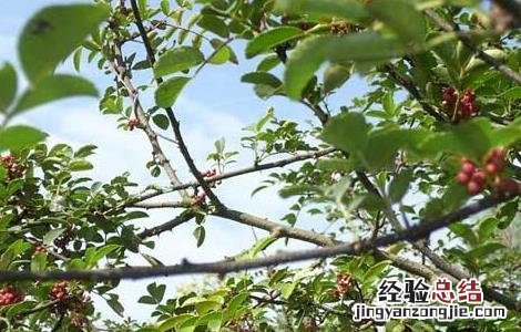 花椒种植视频播放 花椒种植视频