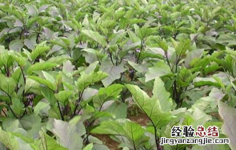 茄子的种植技术 茄子的种植技术和管理